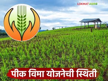 Pik Vima Yojana : शेतकऱ्यांनी घरातून पैसे भरले, पीक विमा योजनेत सहभागी झाले, वाचा सविस्तर  - Marathi News | Latest news Pik Vima yojana Four lakh 58 thousand farmers of Nashik district participate in crop insurance scheme | Latest News at Lokmat.com