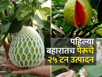 २५ टन पेरूच्या उत्पादनातून तीस लाख रुपयांचे उत्पन्न - Marathi News | An income of Rs.30 lakh from the production of 25 tonnes of guava | Latest News at Lokmat.com