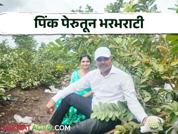 उच्चशिक्षित दाम्पत्याने दीड एकर पिंक पेरूतून पहिल्या वर्षीच केली २४ लाखांची कमाई - Marathi News | A highly educated couple earned 24 lakhs in the first year from one and a half acres of pink guava | Latest News at Lokmat.com