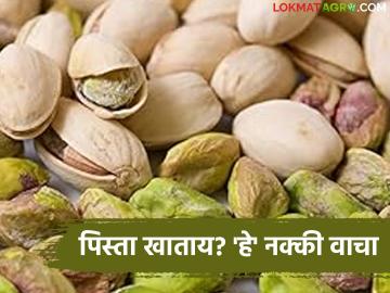Pistachio Superfood : पिस्ता खाताना 'ही' चूक ठरू शकते धोकादायक वाचा सविस्तर - Marathi News | latest news Pistachio Superfood: 'This' mistake while eating pistachios can be dangerous Read in detail | Latest News at Lokmat.com