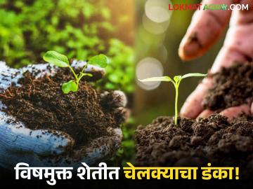 Poison-free Farming : कमी खर्च, जास्त उत्पादन; चेलक्यातील शेतकऱ्यांचा विषमुक्त प्रयोग यशस्वी वाचा सविस्तर - Marathi News | latest news Poison-free Farming: Low cost, high production; Farmers in Chelkya's poison-free experiment successful Read in detail | Latest News at Lokmat.com