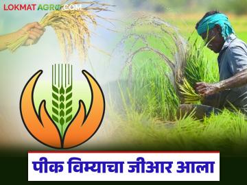 राज्यात 'या' जिल्ह्यातील शेतकऱ्यांना २०२० च्या खरीप पीक विम्याचे पैसे मिळणार; शासन निर्णय जारी - Marathi News | Farmers in 'this' district in the state will get 2020 Kharif crop insurance money; Government decision issued | Latest News at Lokmat.com