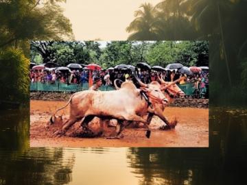 गोवीळ ग्रामस्थांनी अनुभवला नांगरणी स्पर्धेचा थरार - Marathi News | ploughing competition of KoKan, Govil villagers experienced the thrill | Latest News at Lokmat.com