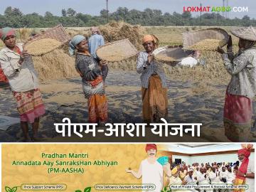 PM Asha Scheme : पीएम-आशा योजनेबाबत केंद्र सरकारचा मोठा निर्णय, 'या' शेतकऱ्यांना फायदा  - Marathi News | Latest News Central government's big decision regarding PM-ASHA scheme see details | Latest News at Lokmat.com