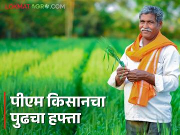 PM Kisan 19th Installment : पीएम किसान योजनेचा 19 वा हप्ता कधी मिळणार? जाणून घ्या सविस्तर  - Marathi News | Latest News 19th installment of PM Kisan Yojana distributed in February With budget Know in detail  | Latest News at Lokmat.com