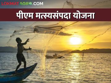 एकच योजना, अनेकांना रोजगार, पीएम मत्स्यसंपदा योजना लाभ घेतला का?  - Marathi News | Latest News central scheme PM Matsya Sampada Yojana see details | Latest News at Lokmat.com