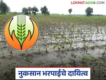 Pik Vima Yojana : सुधारित पीक विमा योजनेत कोण, किती नुकसान भरपाई देईल? वाचा सविस्तर  - Marathi News | Latest News Pik Vima Yojana Who will pay compensation under revised crop insurance scheme | Latest News at Lokmat.com