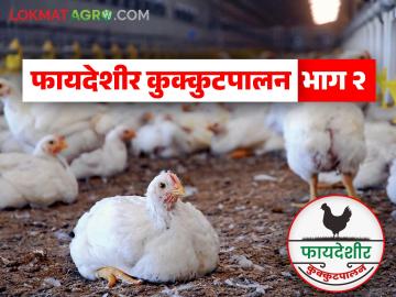 Poultry Farming : तुम्हाला कोंबडीपालन सुरु करायचंय, 'या' चार प्रकारे करता येईल! वाचा सविस्तर - Marathi News | Latest News Poultry farming four ways to start chicken farming business Read in detail | Latest News at Lokmat.com