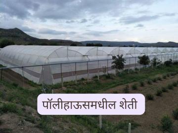 पॉलीहाऊसमध्ये 'ही' पिके सर्वात जास्त नफा मिळवून देतील? जाणून घ्या सविस्तर  - Marathi News | Latest news Will 'these' crops yield highest profits in polyhouses Know in detail | Latest News at Lokmat.com