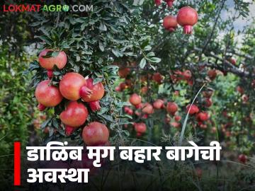 डाळिंब बागेच्या फळ वाढ आणि पक्वतेच्या अवस्थेत या गोष्टी करा, वाचा सविस्तर - Marathi News | Latest News Do these things during the fruit growth and ripening stage of the pomegranate orchard, read in detail | Latest News at Lokmat.com डाळिंब बागेच्या फळ वाढ आणि पक्वतेच्या अवस्थेत या गोष्टी करा, वाचा सविस्तर - Marathi News | Latest News Do these things during the fruit growth and ripening stage of the pomegranate orchard, read in detail | Latest News at Lokmat.com