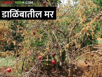 डाळिंब पिकातील ह्या रोगावर करा वेळीच नियंत्रण - Marathi News | Control this disease in pomegranate crop in time | Latest News at Lokmat.com डाळिंब पिकातील ह्या रोगावर करा वेळीच नियंत्रण - Marathi News | Control this disease in pomegranate crop in time | Latest News at Lokmat.com