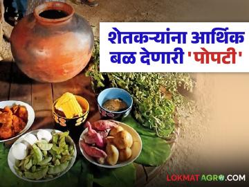 शेतकऱ्यांना आर्थिक स्थैर्य मिळवून देणारी पोपटी; काय आहेत संधी? कसा कराल व्यवसाय? - Marathi News | Popati Party provide financial stability to farmers; What are the opportunities? How to do business? | Latest News at Lokmat.com शेतकऱ्यांना आर्थिक स्थैर्य मिळवून देणारी पोपटी; काय आहेत संधी? कसा कराल व्यवसाय? - Marathi News | Popati Party provide financial stability to farmers; What are the opportunities? How to do business? | Latest News at Lokmat.com