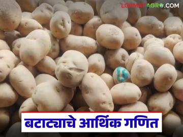 Potato Cultivation : बटाट्याच्या भावात घसरण; अर्धा एकर लागवडीवर शेतकऱ्याला तोटा - Marathi News | latest news Potato Cultivation: Fall in potato prices; Farmers suffer losses on half an acre of cultivation | Latest News at Lokmat.com