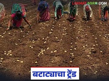 Potato Cultivation : बाजार सावंगीत बटाट्याचा ट्रेंड; २०० हेक्टरवर बंपर लागवड वाचा सविस्तर - Marathi News | latest news Potato Cultivation: Potato trend in the market; Bumper cultivation on 200 hectares Read in detail | Latest News at Lokmat.com