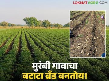 Farmer Success Story : बटाट्याने बदलली मुरंबी गावाची ओळख; ५० शेतकऱ्यांनी साधली दोन कोटींची भरारी! Farmer Success Story : बटाट्याने बदलली मुरंबी गावाची ओळख; ५० शेतकऱ्यांनी साधली दोन कोटींची भरारी!