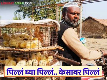 कोंबडीची पिल्लं विकण्याचा नवा फंडा, केसावर मिळतायत पिल्लं; पाहूया सविस्तर - Marathi News | New idea to sell chicks, chicks are available on hair; Let's see in detail | Latest News at Lokmat.com