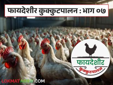 Poultry Farming : पोल्ट्री व्यवसायासाठी आवश्यक गरजा कोणत्या? त्या महत्वाच्या का? वाचा सविस्तर - Marathi News | Latest News Poultry farming essential requirements for poultry business see details | Latest News at Lokmat.com