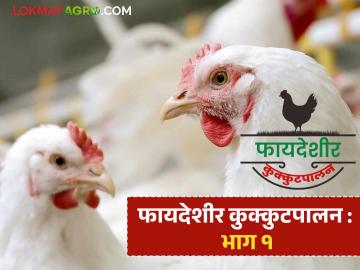 Poultry Farming : कुक्कुटपालन व्यवसायात कमी गुंतवणुकीत जास्त उत्पन्न मिळतं, जाणून घ्या सविस्तर - Marathi News | Latest news Kukkutpalan Poultry farming is business that gives high returns with low investment | Latest News at Lokmat.com