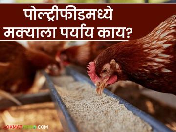 Poultry Feed : पोल्ट्री फीडमध्ये मक्याला पर्याय म्हणून 'हे' भरड धान्य वापरा, ठरेल फायदेशीर - Marathi News | Latest News Poultry Feed Use bajra and jawari' coarse grain as an alternative to maize in poultry feed see details | Latest News at Lokmat.com Poultry Feed : पोल्ट्री फीडमध्ये मक्याला पर्याय म्हणून 'हे' भरड धान्य वापरा, ठरेल फायदेशीर - Marathi News | Latest News Poultry Feed Use bajra and jawari' coarse grain as an alternative to maize in poultry feed see details | Latest News at Lokmat.com