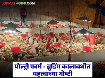 पोल्ट्री व्यवसायात ब्रुडिंग कालावधी किती दिवसांचा असतो, ब्रुडिंग महत्वाची का असते?  - Marathi News | Latest News Poultry Farming How long is brooding period in poultry business see details | Latest News at Lokmat.com