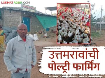 Poultry Farming : भंडाऱ्याच्या टांगले यांची 'उत्तम' पोल्ट्री फार्मिंग, वर्षाला नऊ लाखांचा नफा, वाचा सविस्तर - Marathi News | Latest News Profit of nine lakh rupees from poultry farming business by bhandara district farmer read in detail | Latest News at Lokmat.com Poultry Farming : भंडाऱ्याच्या टांगले यांची 'उत्तम' पोल्ट्री फार्मिंग, वर्षाला नऊ लाखांचा नफा, वाचा सविस्तर - Marathi News | Latest News Profit of nine lakh rupees from poultry farming business by bhandara district farmer read in detail | Latest News at Lokmat.com