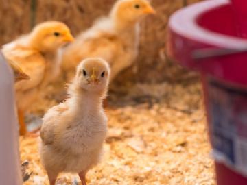 पावसाळ्यात पोल्ट्रीमध्ये या गोष्टी अजिबात करू नका - Marathi News | poultry caring during monsoon season | Latest News at Lokmat.com