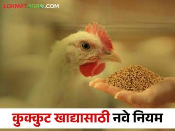 कुक्कुटपालन व्यवसायात गुणवत्तापूर्ण कुक्कुटखाद्य उपलब्ध होण्यासाठी आल्या ह्या मार्गदर्शक सूचना - Marathi News | These guidelines are meant to provide quality poultry feed in the poultry industry | Latest News at Lokmat.com कुक्कुटपालन व्यवसायात गुणवत्तापूर्ण कुक्कुटखाद्य उपलब्ध होण्यासाठी आल्या ह्या मार्गदर्शक सूचना - Marathi News | These guidelines are meant to provide quality poultry feed in the poultry industry | Latest News at Lokmat.com