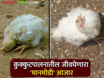 Ranikhet Disease कोंबड्यातील 'मानमोडी' आजाराचे वेळीच करा नियंत्रण - Marathi News | Ranikhet Disease Timely control of 'Manmodi' disease in chickens | Latest News at Lokmat.com Ranikhet Disease कोंबड्यातील 'मानमोडी' आजाराचे वेळीच करा नियंत्रण - Marathi News | Ranikhet Disease Timely control of 'Manmodi' disease in chickens | Latest News at Lokmat.com