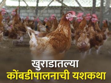 सोलापूरच्या मानेभाभींना गावठी कोंबडीपालनातून मिळतात रोज पाचशे रुपये - Marathi News | backyard poultry success story of Solapur's rukmini mane | Latest News at Lokmat.com
