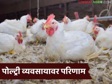 Poultry Temperature : वाढत्या उन्हात पोल्ट्री शेडमध्ये थंडावा करण्यासाठी या गोष्टी करा, कोंबड्यांना थंडावा मिळेल! - Marathi News | Latest news Poultry farm Temperature Do these things to cool down in the poultry shed during the rising sun | Latest agri-business News at Lokmat.com