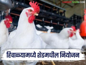 Poultry Farm Care : थंडीत कोंबड्यांच्या शेडचे नियोजन कसे कराल? जाणून घ्या सविस्तर  - Marathi News | Latest News Poultry Farm Care How to plan chicken shed in winter read in detail | Latest News at Lokmat.com