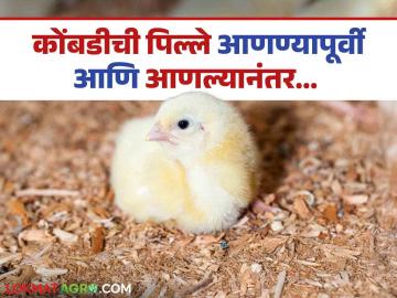 Poultry Farming Tips : पोल्ट्री फार्ममध्ये नवीन बॅच सुरु करतांना पिल्लांची काळजी कशी घ्यावी? वाचा सविस्तर - Marathi News | Latest News Poultry Farming How to take care of chicks when starting new batch in poultry farm? Read in detail | Latest News at Lokmat.com Poultry Farming Tips : पोल्ट्री फार्ममध्ये नवीन बॅच सुरु करतांना पिल्लांची काळजी कशी घ्यावी? वाचा सविस्तर - Marathi News | Latest News Poultry Farming How to take care of chicks when starting new batch in poultry farm? Read in detail | Latest News at Lokmat.com