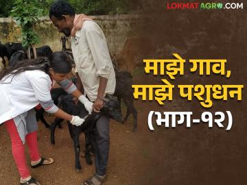 PPR in Goat शेळ्या-मेंढ्या मधील पीपीआर रोग; लक्षणे आणि उपाययोजना - Marathi News | PPR Disease in Goat-Sheep Symptoms and Remedies | Latest News at Lokmat.com