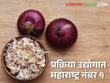 महाराष्ट्रात कोणकोणत्या शेतमालावर होतेय सर्वात जास्त प्रक्रिया उद्योगाची उभारणी; वाचा सविस्तर - Marathi News | Which agricultural products are being used for the most processing industries in Maharashtra? Read in detail | Latest News at Lokmat.com