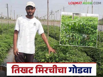 Farmer Success Story : आष्ट्यातील युवा शेतकरी प्रणव २५ गुंठे मिरचीतून काढतोय चार लाखांचे उत्पन्न - Marathi News | Farmer Success Story : Young farmer Pranav from Ashta is earning an income of four lakhs from 25 gunthas of chilli crop | Latest News at Lokmat.com