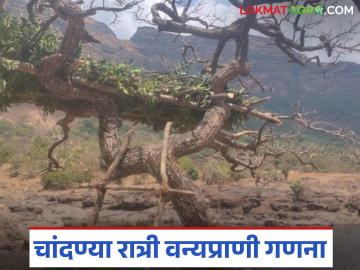 Agriculture News : कळसूबाई हरिश्चंद्रगड अभयारण्यात चांदण्या रात्री होणार वन्यप्राणी पशुगणना  - Marathi News | Latest News Budhha Paurnima Wildlife census to be held on moonlit nights in Kalsubai Harishchandragad Sanctuary | Latest News at Lokmat.com