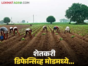 नंदुरबारचे शेतकरी डिफेन्सिव्ह मोडमध्ये, ऊसाची लागवड वाढली, वाचा सविस्तर  - Marathi News | Latest news Nandurbar farmers in defensive mode, sugarcane cultivation increased, read in detail | Latest News at Lokmat.com