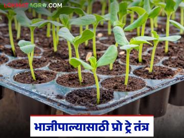 कमी कालावधीमध्ये सशक्त व निरोगी भाजीपाला रोपे तयार करायचीत? करा 'या' तंत्राचा वापर - Marathi News | Want to produce strong and healthy vegetable seedlings in a short period of time? Use this technique | Latest News at Lokmat.com कमी कालावधीमध्ये सशक्त व निरोगी भाजीपाला रोपे तयार करायचीत? करा 'या' तंत्राचा वापर - Marathi News | Want to produce strong and healthy vegetable seedlings in a short period of time? Use this technique | Latest News at Lokmat.com