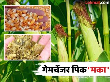 कोणत्याही वातावरणात तग धरणारे व हमखास उत्पादन देणारे 'हे' पिक शेतकऱ्यांसाठी ठरतंय गेमचेंजर - Marathi News | This crop, which is resilient in any environment and provides guaranteed yields, is becoming a game-changer for farmers | Latest News at Lokmat.com