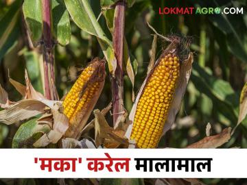 Maize Farmer Success Story या शेतकऱ्याने केला राज्यपातळीवर मका उत्पादनाचा उच्चांक; कसे केले व्यवस्थापन - Marathi News | Maize Farmer Success Story This farmer achieved the highest maize production at the state level; How to manage | Latest News at Lokmat.com