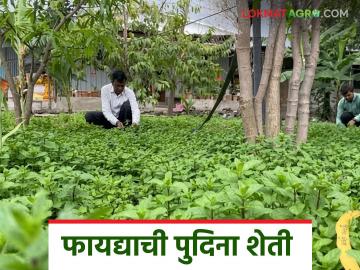 नफ्याची पुदिना शेती, चार गुंठ्यांतून पाच लाखांचे उत्पन्न, अंबाजोगाईच्या शेतकऱ्याचं कौतुक - Marathi News | Latest news Pudina Farming cultivates in four gunthas, earns Rs 5 lakh | Latest News at Lokmat.com