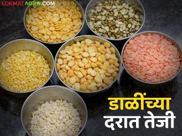 युद्धामुळे कडधान्य मार्केटमध्ये डाळींचे दर उसळले; वाचा कोणत्या डाळीला काय मिळतोय दर? - Marathi News | Due to the war, the prices of pulses in the grain market have skyrocketed; Read what price is being paid for which pulses? | Latest News at Lokmat.com