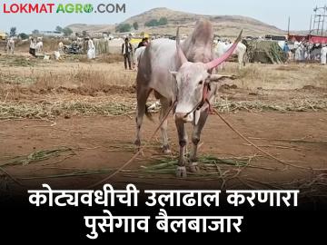 चार वर्षांनंतर पुसेगावात भरला खिल्लार जनावरांचा बाजार - Marathi News | After four years, the Khilar cattle market was run in Pusegaon | Latest News at Lokmat.com
