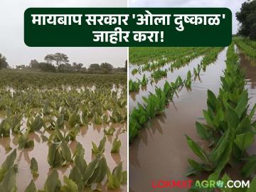 हिंगोलीत पावणेतीन लाख हेक्टरवरील पिके आडवी; दररोज दोन ते तीन मंडळात होतेय अतिवृष्टी - Marathi News | Crops on 3.5 lakh hectares in Hingoli are lying fallow; Heavy rains are occurring in two to three districts every day | Latest News at Lokmat.com हिंगोलीत पावणेतीन लाख हेक्टरवरील पिके आडवी; दररोज दोन ते तीन मंडळात होतेय अतिवृष्टी - Marathi News | Crops on 3.5 lakh hectares in Hingoli are lying fallow; Heavy rains are occurring in two to three districts every day | Latest News at Lokmat.com