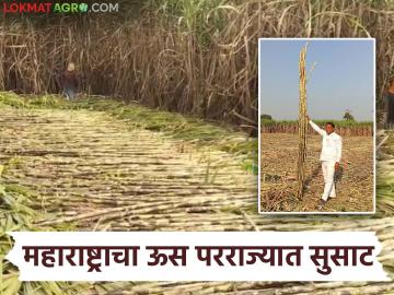उन्हाचा तडाखा वाढताच, रसवंतीसाठी उसाच्या मागणीत वाढ; विक्रमी दराने होतेय महाराष्ट्रातून खरेदी - Marathi News | As the heat of the summer increases, the demand for sugarcane for Raswanti increases; Purchases are being made from Maharashtra at record prices | Latest News at Lokmat.com