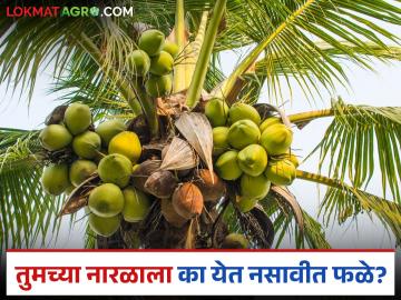 तुमच्याही नारळाच्या झाडाला नारळ लागत नाही? जाणून घ्या कारणं आणि सोपे उपाय - Marathi News | Is your coconut tree not producing coconuts? Know the reasons and simple solutions | Latest News at Lokmat.com