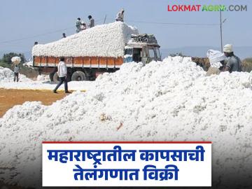 आधारभूत खरेदी केंद्र नसल्याने कापूस विक्रीकरिता 'या' जिल्ह्यातील शेतकऱ्यांची तेलंगणात धाव - Marathi News | Farmers from 'this' district rush to Telangana to sell cotton due to lack of support procurement centre | Latest News at Lokmat.com आधारभूत खरेदी केंद्र नसल्याने कापूस विक्रीकरिता 'या' जिल्ह्यातील शेतकऱ्यांची तेलंगणात धाव - Marathi News | Farmers from 'this' district rush to Telangana to sell cotton due to lack of support procurement centre | Latest News at Lokmat.com