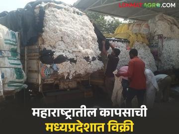 महाराष्ट्रातील कापसाची थेट मध्यप्रदेशात विक्री; वाढीव दर अन् 'ही' आहेत कारणे - Marathi News | Cotton from Maharashtra is being sold directly to Madhya Pradesh; Increased prices and 'these' are the reasons | Latest News at Lokmat.com महाराष्ट्रातील कापसाची थेट मध्यप्रदेशात विक्री; वाढीव दर अन् 'ही' आहेत कारणे - Marathi News | Cotton from Maharashtra is being sold directly to Madhya Pradesh; Increased prices and 'these' are the reasons | Latest News at Lokmat.com