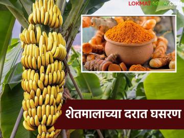 इराण-इस्रायल युद्धाचा परिणाम; शेतमालाची निर्यात घटली, दरात घसरण - Marathi News | Impact of Iran-Israel war; Agricultural exports decrease, prices fall | Latest News at Lokmat.com