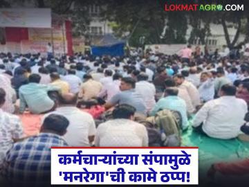 कर्मचाऱ्यांच्या संपामुळे 'मनरेगा'ची कामे ठप्प; लाभार्थी शेतकरी सापडला कोंडीत - Marathi News | MGNREGA works halted due to employees' strike; Beneficiary farmers find themselves in a dilemma | Latest News at Lokmat.com कर्मचाऱ्यांच्या संपामुळे 'मनरेगा'ची कामे ठप्प; लाभार्थी शेतकरी सापडला कोंडीत - Marathi News | MGNREGA works halted due to employees' strike; Beneficiary farmers find themselves in a dilemma | Latest News at Lokmat.com